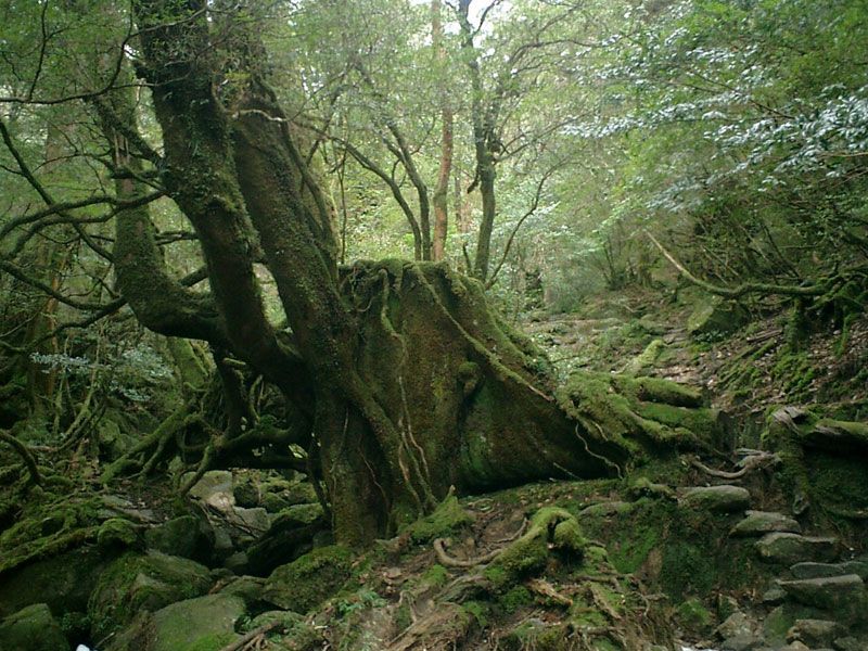 屋久杉について - 古典木工